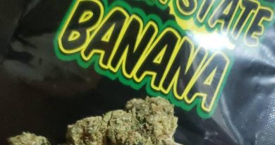 golden state banana by synergy cannabis strain review by cannasaurus_rex_reviews