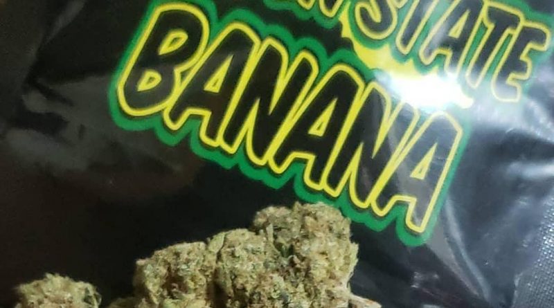 golden state banana by synergy cannabis strain review by cannasaurus_rex_reviews