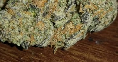 grape stomper by gage green seeds strain review by sticky_haze420