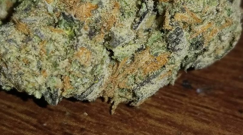 grape stomper by gage green seeds strain review by sticky_haze420