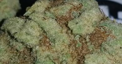 grease monkey by exotic genetix strain review by sticky_haze420