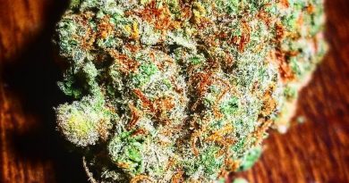 great white shark by green house seed company strain review by sticky_Haze420