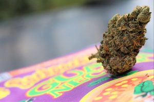 guava nectar by 5 points la strain review by cannasaurus_rex_reviews 2