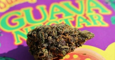 guava nectar by 5 points la strain review by cannasaurus_rex_reviews