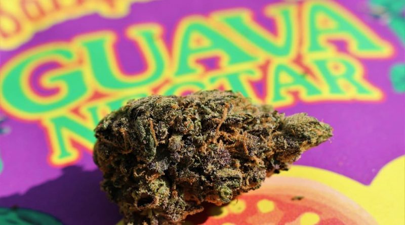 guava nectar by 5 points la strain review by cannasaurus_rex_reviews