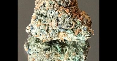hgdp strain by craft cannabis company strain review by okcannacritic