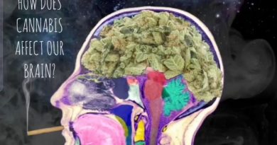 how does cannabis affect the brain faq by cannaquestions