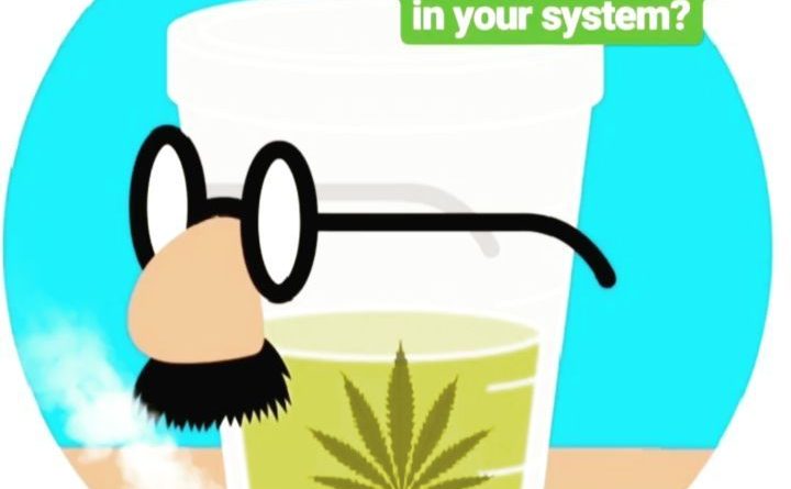 how long does cannabis stay in your system faq by cannaquestions