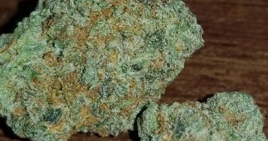 lemon head by dark horse genetics strain review by sticky_haze420