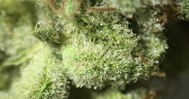 mandarin triangle kush by 3 boys farm strain review by indicadam