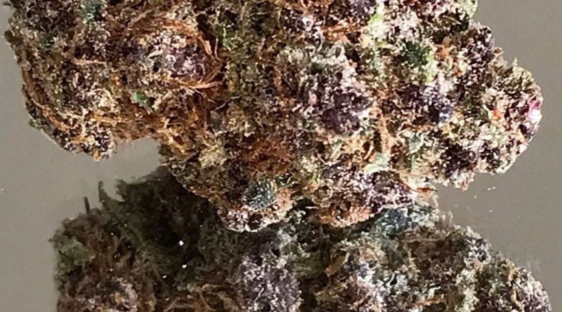 mendo purp from fire industry strain review by okcannacritic