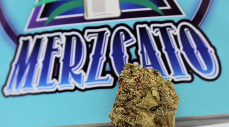 merzcato by flower child farms strain review by cannasaurus_rex_reviews