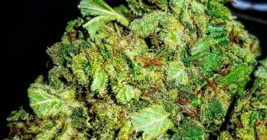 mimosa breath by diamond seed company strain review by sticky_haze420