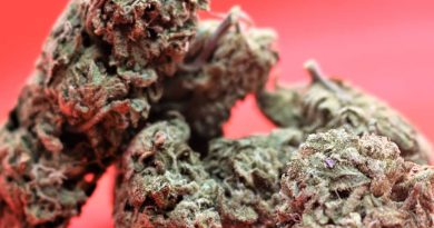 new russia by luigi farms strain review by cannasaurus_rex_reviews 2