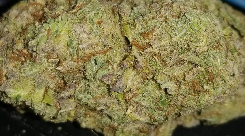 nightmare cookies by sin city seeds strain review by sticky_haze420