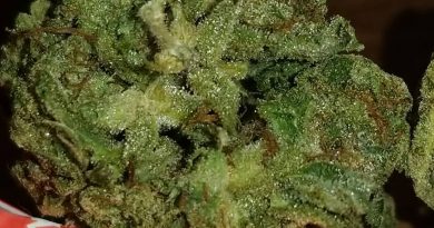 obama kush by superior genetics strain review by sticky_haze420