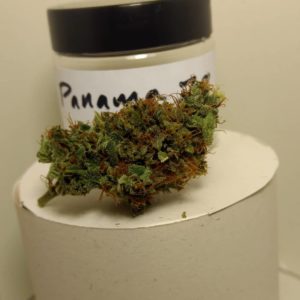 panama 79 by old world organics strain review by pdxstoneman 2