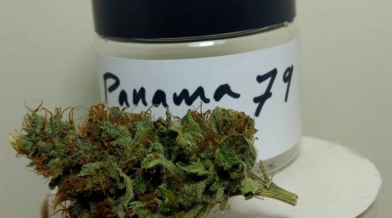 panama 79 by old world organics strain review by pdxstoneman