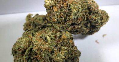 platinum cookies by new420guy strain review by budfinderdc