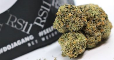 rs 11 by wizard trees farm strain review by cannasaurus_rex_reviews