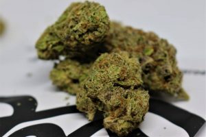 sicario by club riot seeds strain review by cannasaurus_rex_reviews 2