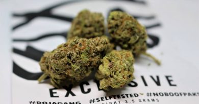 sicario by club riot seeds strain review by cannasaurus_rex_reviews