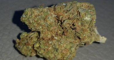 strawberry breath by virgin cannabis strain review by sticky_haze420