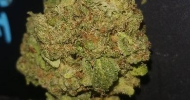 strawberry cheesecake by heavyweight seeds strain review by sticky_haze420