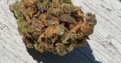 strawberry daiquiri by subcool's the dank strain review by green.is.for.hope
