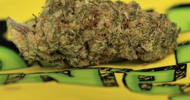 tangeray strain by growing passion strain review by cannasaurus_rex_reviews