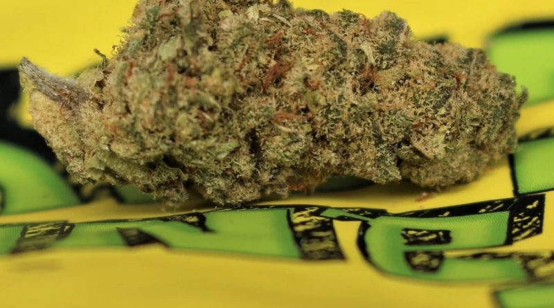 tangeray strain by growing passion strain review by cannasaurus_rex_reviews