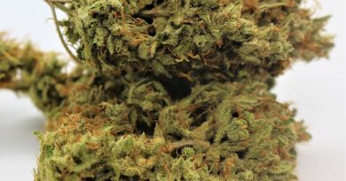 tangie blaze by pleasant living gardens strain review by cannasaurus_rex_reviews 2