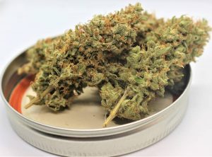 tangie blaze by pleasant living gardens strain review by cannasaurus_rex_reviews