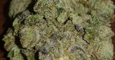 walter white by mephisto genetics strain review by sticky_haze420