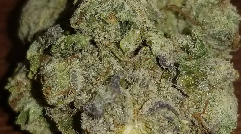 walter white by mephisto genetics strain review by sticky_haze420