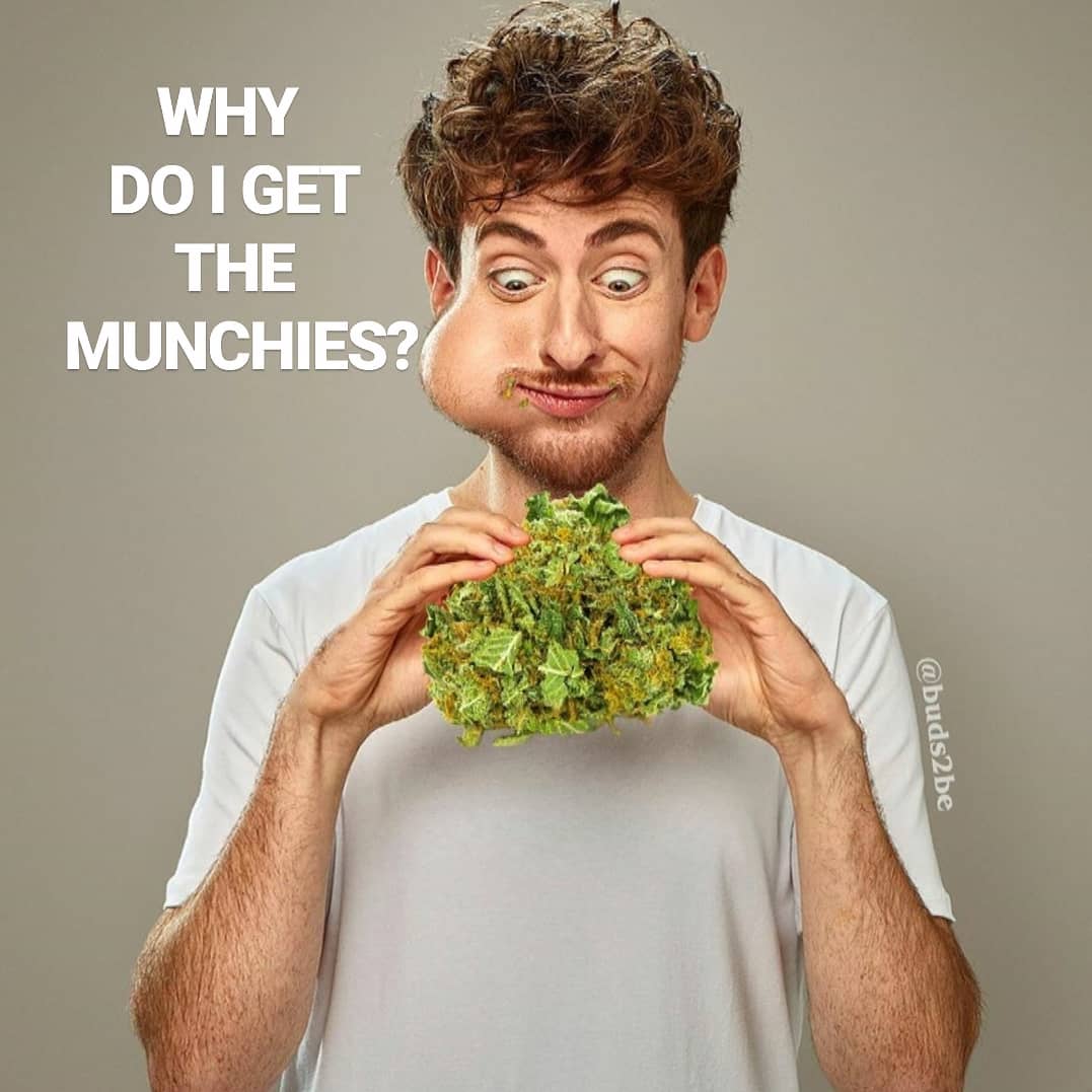 why-do-i-get-the-munchies-the-highest-critic