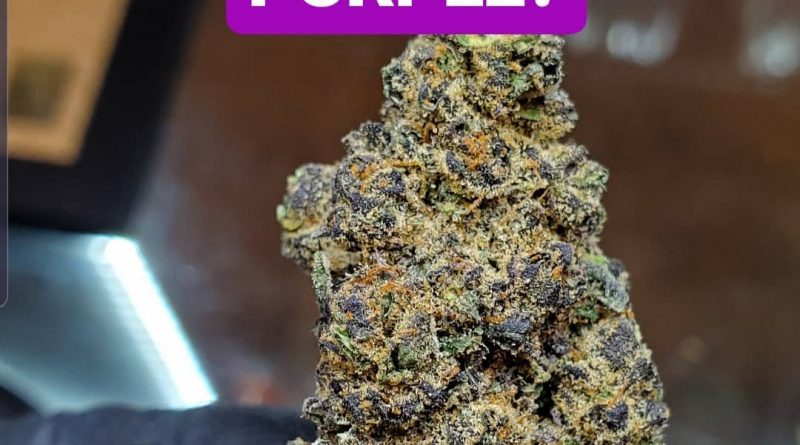 why is some cannabis purple faq by cannaquestions