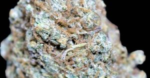 wicked sowa skittles by wicked sowa strain review by cannasaurus_rex_reviews 2