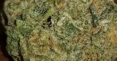 wifi og by og raskal genetics strain review by sticky_haze420