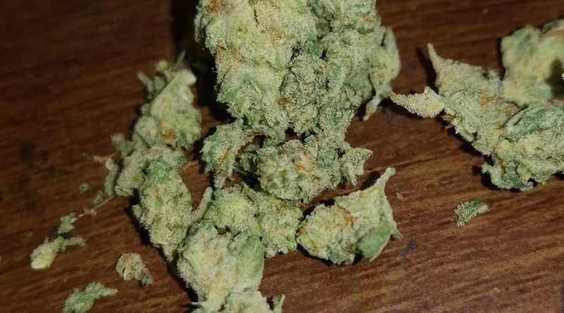 wizards glue by ocean grown seeds strain review by sticky_haze420