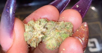 zombie kush by prime cannabis strain review by everythinghazee