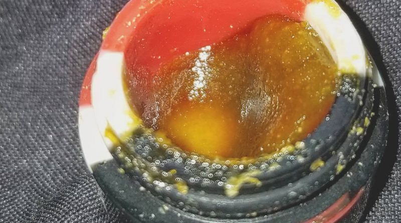 berrywhite shatter bred by green beanz seeds concentrate review by herbtwist