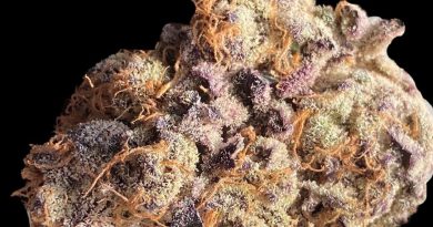 black cherry punch from tegridy market strain review by okcannacritic