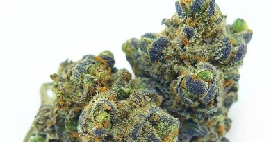 cheese quake from elev8 cannabis strain review by euegene.dispensaries