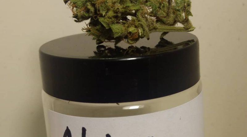 china yunnan by old world organics strain review by pdxstoneman