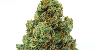 clementine by pistil point strain review by eugene.dispensaries
