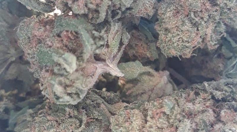crunch berries from deli by caliva strain review by sjweedreview
