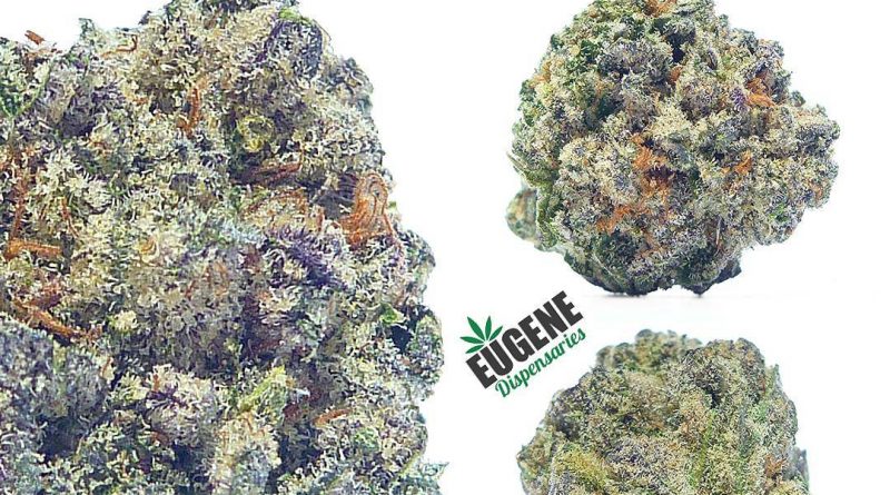 fire cookies by folia farms strain review by eugene.dispensaries