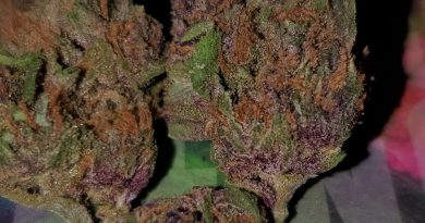 forbidden fruit by pacific stone strain review by hall.of.flamez 2