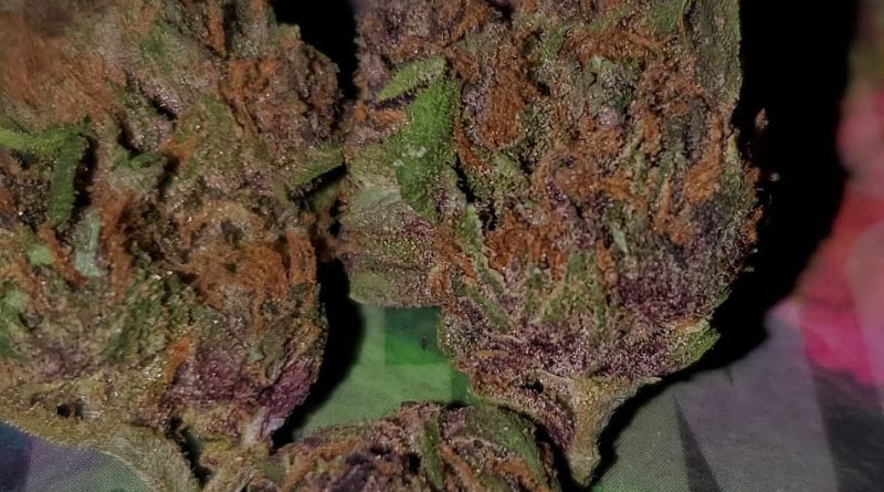 forbidden fruit by pacific stone strain review by hall.of.flamez 2